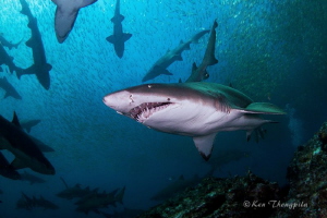 Grey Nurse Sharks at Broughton Island, Nelson Bay, Australia by Ken Thongpila 